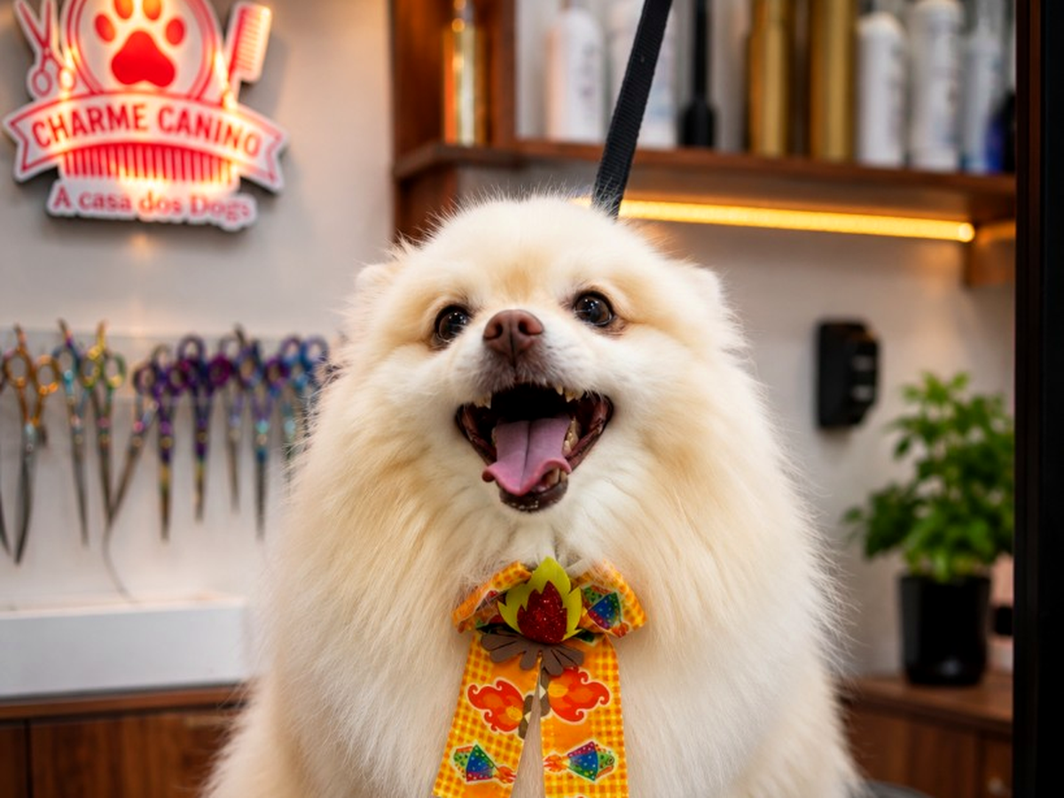 Spitz — Banho e tosa no Charme Canino